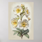 Witte Primrose Flowers Art Print Poster (Voorkant)