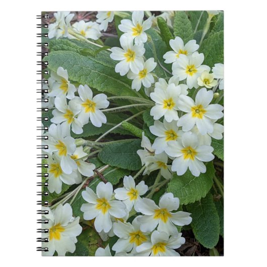 Witte primrozen met geelcenters notitieboek (Voorkant)