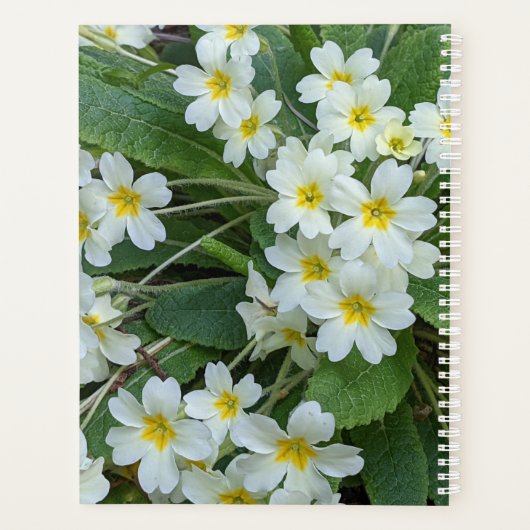 Witte primrozen met geelcenters planner (Achterkant)
