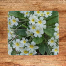 Witte primrozen met geelcenters