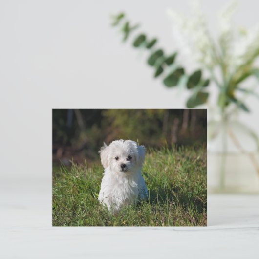 Witte puppy briefkaart (Staand voorkant)