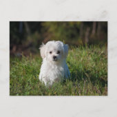 Witte puppy briefkaart (Voorkant)