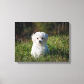 Witte puppy canvas afdruk (Voorkant)