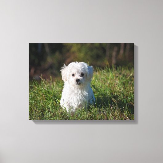 Witte puppy canvas afdruk (Voorkant)