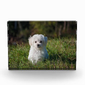 Witte puppy fotoblokken (Voorkant)
