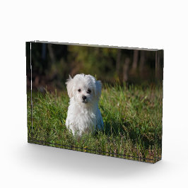 Witte puppy fotoblokken