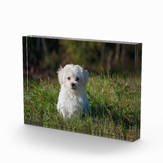 Witte puppy fotoblokken (Rechts)