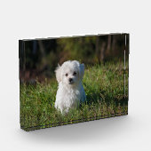 Witte puppy fotoblokken (Links)