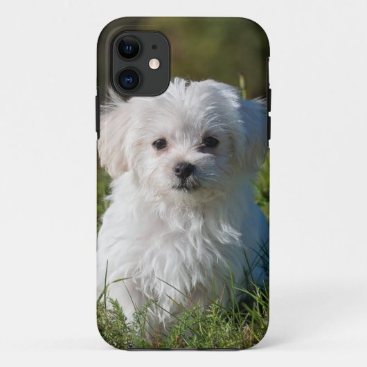 witte puppy in het park Case-Mate iPhone case (Achterkant)