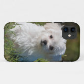 witte puppy in het park Case-Mate iPhone case (Achterkant (horizontaal))
