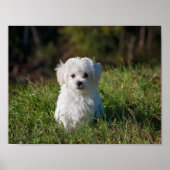 Witte puppy poster (Voorkant)