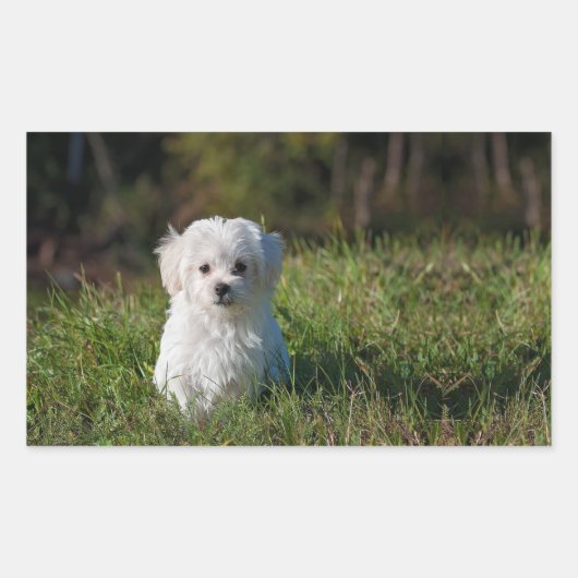 Witte puppy rechthoekige sticker (Voorkant)