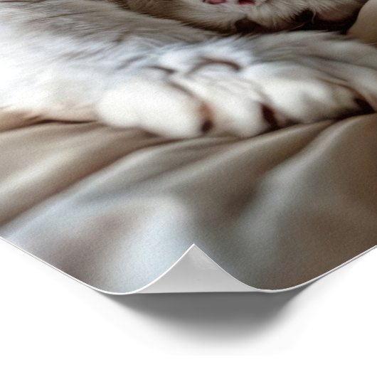 Witte Ragdoll Cat Poster (Hoek)