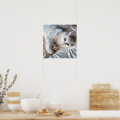 Witte Ragdoll Cat Poster (Keuken)