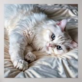 Witte Ragdoll Cat Poster (Voorkant)