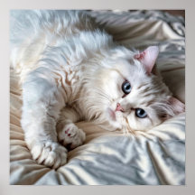 Witte Ragdoll Cat Poster