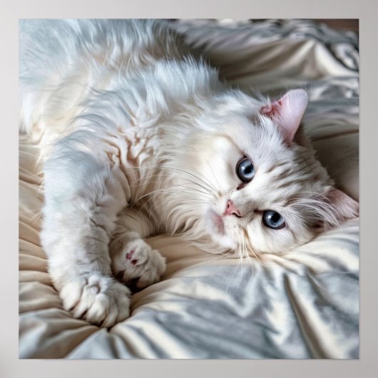 Witte Ragdoll Cat Poster (Voorkant)
