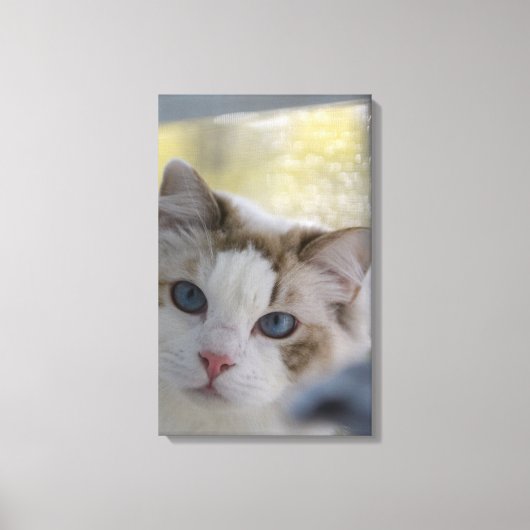 Witte Ragdoll Kat Ingepakt Canvas Afdruk (Voorkant)