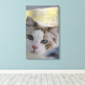Witte Ragdoll Kat Ingepakt Canvas Afdruk (Insitu (Houten vloer))