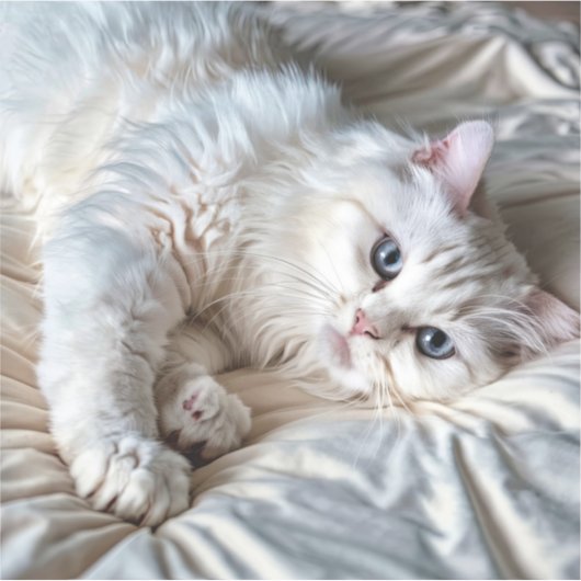 Witte Ragdoll Kat Sticker (Voorkant)