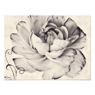Witte Ranunculus Flower Black achtergrond Foto Afdruk