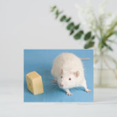 Witte rat met briefkaart kaas (Staand voorkant)