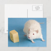 Witte rat met briefkaart kaas (Voorkant / Achterkant)