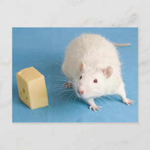Witte rat met briefkaart kaas