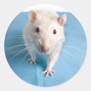 Witte rat sticker