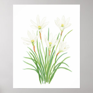 witte regenlelie waterverf bloemen poster