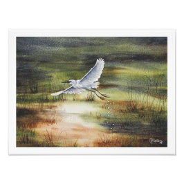 Witte Reiger Aquarel Foto Afdruk