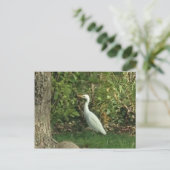 Witte Reiger Briefkaart (Staand voorkant)