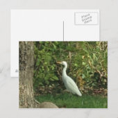 Witte Reiger Briefkaart (Voorkant / Achterkant)