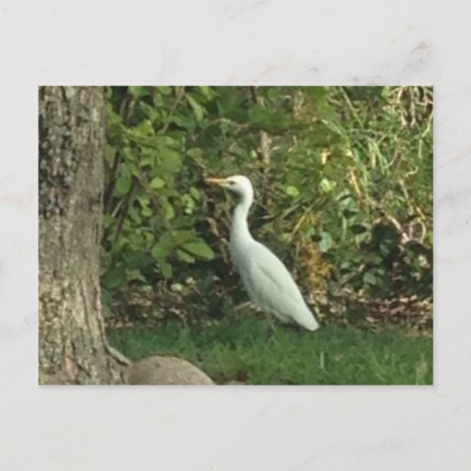 Witte Reiger Briefkaart (Voorkant)