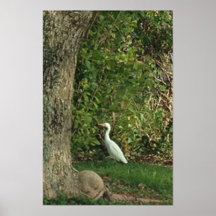 Witte reiger poster