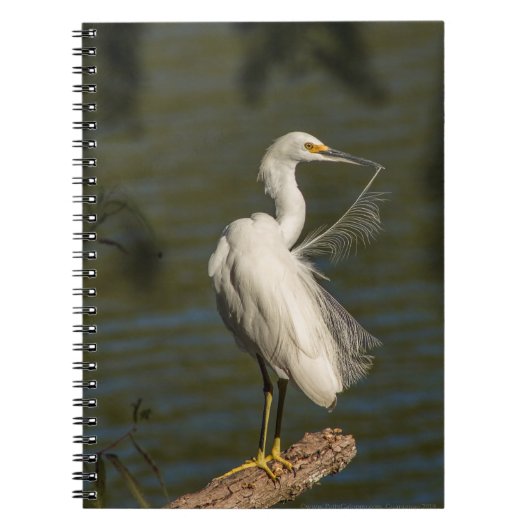 Witte Reiger Spiraal Foto Notitieboek (Voorkant)