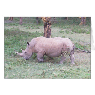 Witte Rhino