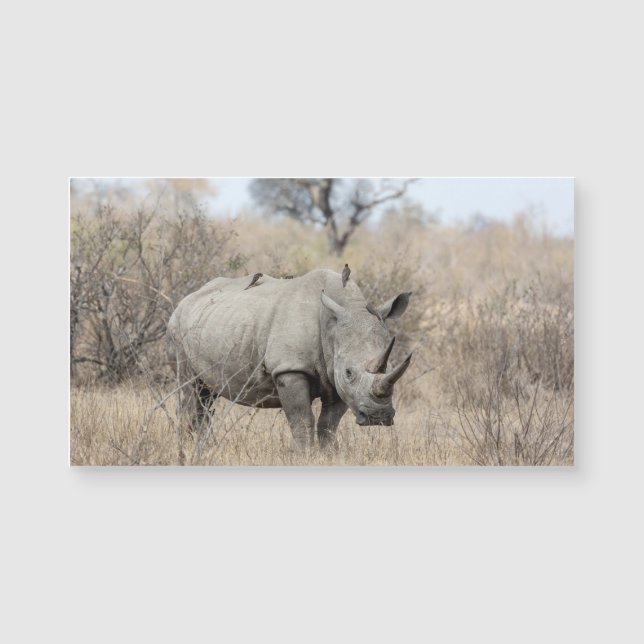 Witte Rhino (Voorkant)