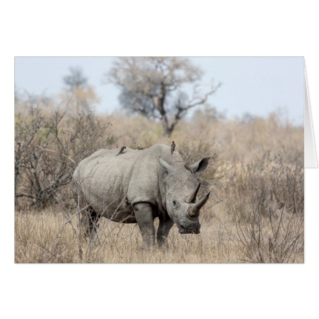 Witte Rhino (Voorkant Horizontaal)