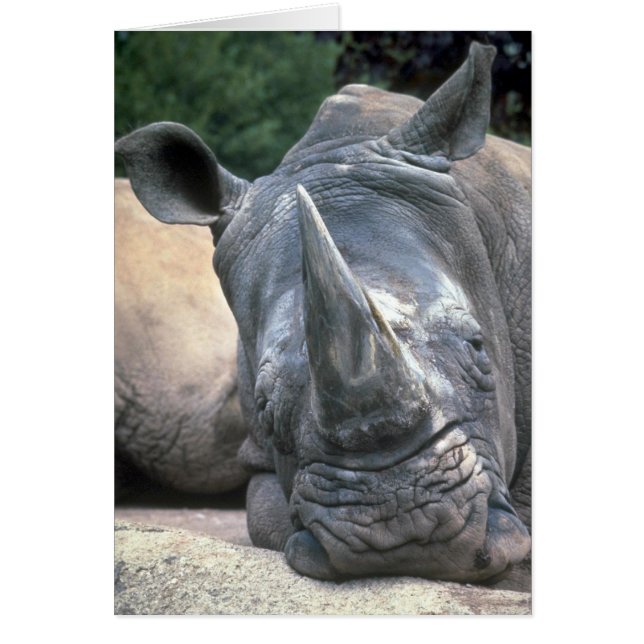 Witte Rhino (Voorkant)