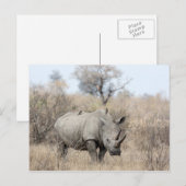 Witte Rhino Briefkaart (Voorkant / Achterkant)