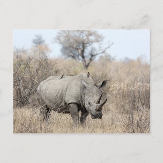 Witte Rhino Briefkaart (Voorkant)