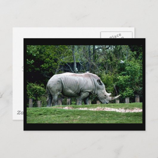 Witte Rhino Briefkaart (Voorkant / Achterkant)