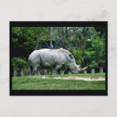 Witte Rhino Briefkaart (Voorkant)