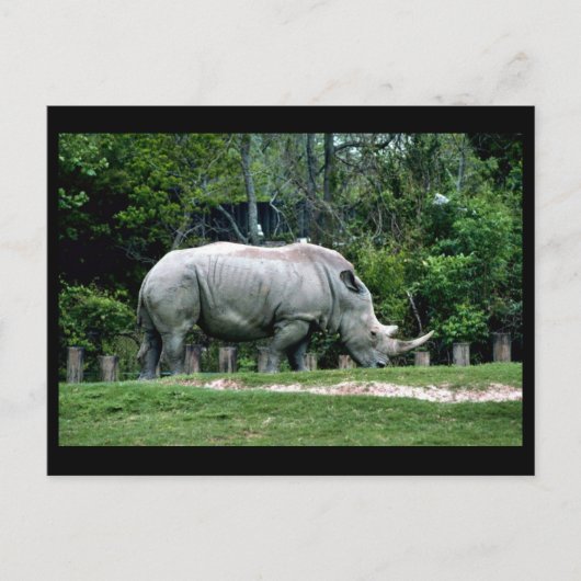 Witte Rhino Briefkaart (Voorkant)