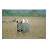 Witte Rhino Foto Afdruk (Voorkant)