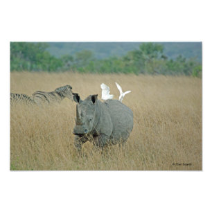 Witte Rhino Foto Afdruk