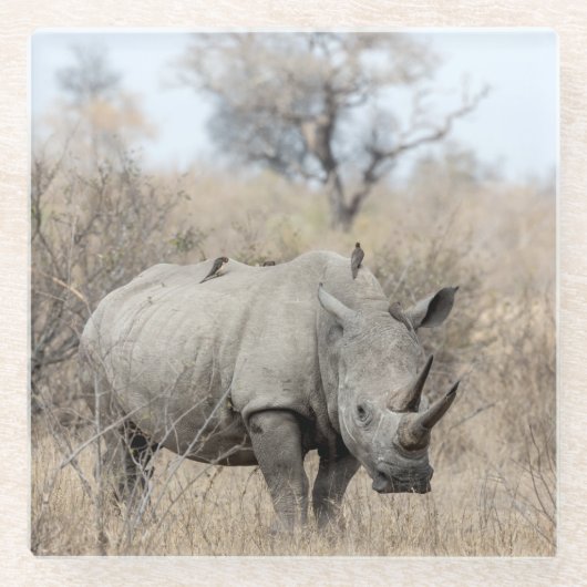 Witte Rhino Glazen Onderzetter (Voorkant)