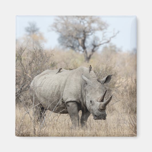 Witte Rhino Magneet (Voorkant)