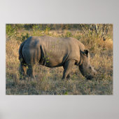 Witte Rhino Poster (Voorkant)